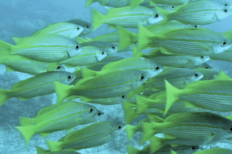 Article image for Sustainability status of data-limited fisheries: Global challenges for snapper and grouper
