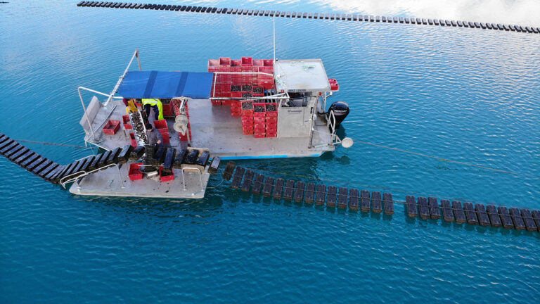 Article image for FlipFarm’s semi-automated oyster-farming system wins the Global Aquaculture Innovation Award