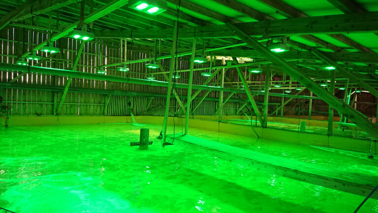 Article image for Green-lighting growth: Green LED light shows promise in flounder farming