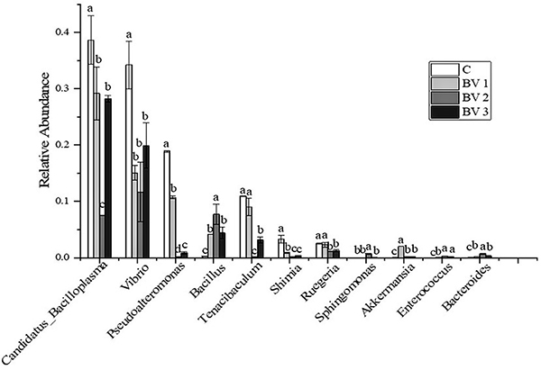 Fig.1: Relative abundance of the top 10 classes at the genus level of intestinal microflora of<em> L. vannamei</em> fed diets containing 0 CFU/g (C), 10^5 CFU/g (BV1), 10^7 CFU/g (BV2), or 10^9 CFU/g (BV3) <em>B. velezensis</em>. Error bars with different letters (a, b, c) represent statistically significant differences (P &lt; 0.05, one-way ANOVA). The results were shown as mean ± SE (N = 3). Adapted from the original.