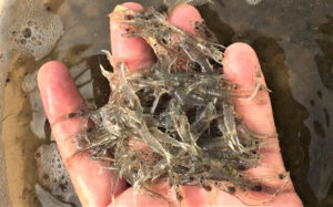 suplementación dietética