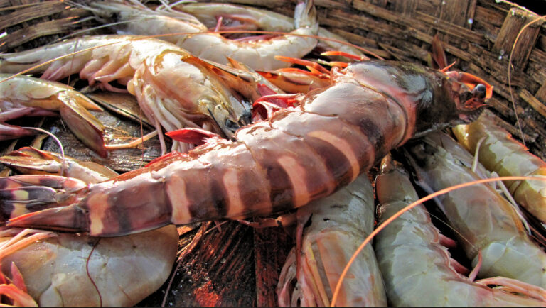 Article image for Assessing the effects of low pH on taste, amino acid composition of black tiger shrimp
