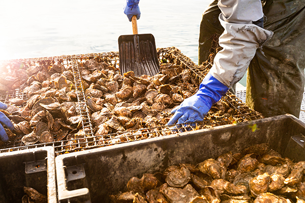 Article image for The Nature Conservancy defines restorative aquaculture in new study