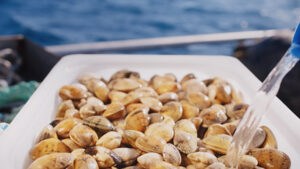 Portuguese clam grower closes Series B financing round led by Aqua-Spark, Semapa