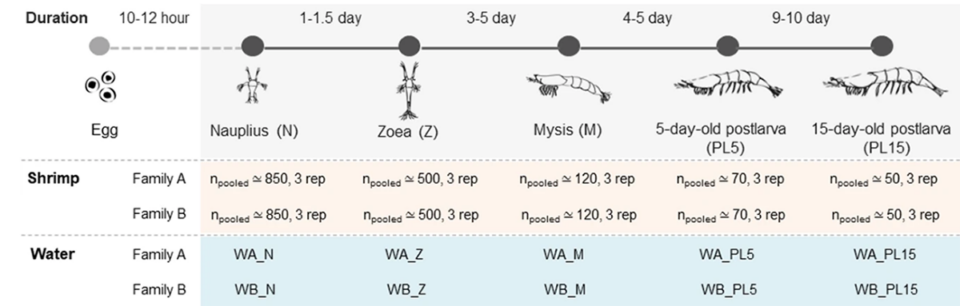 Fig. 1: Diagrama esquemático de la colección de las primeras etapas de desarrollo del camarón tigre negro. Se recolectaron camarones y agua de cría (W) en las etapas de nauplio (N), zoea (Z), mysis (M), postlarva de 5 días (PL5) y postlarva de 15 días (PL15) de diferentes familias (Familia A y Familia B) para análisis de microbiota.
