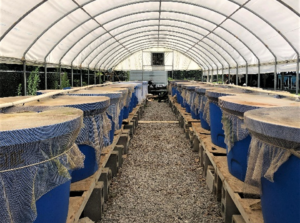 Muestra de camarones recolectados del sistema de cultivo al final del ensayo.