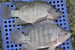 Genomic prediction for feed efficiency traits in Nile tilapia