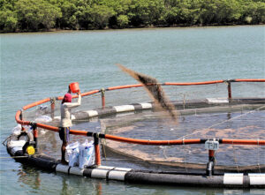 A low feed conversion ratio is the primary indicator of efficient aquaculture