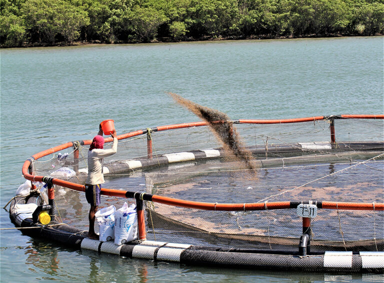 Article image for A low feed conversion ratio is the primary indicator of efficient aquaculture