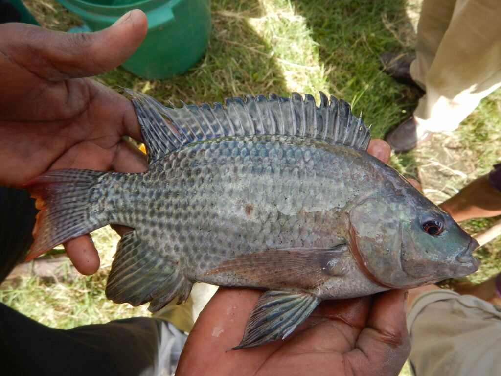 Article image for Bioinformatics tool identifies hybrid tilapia species