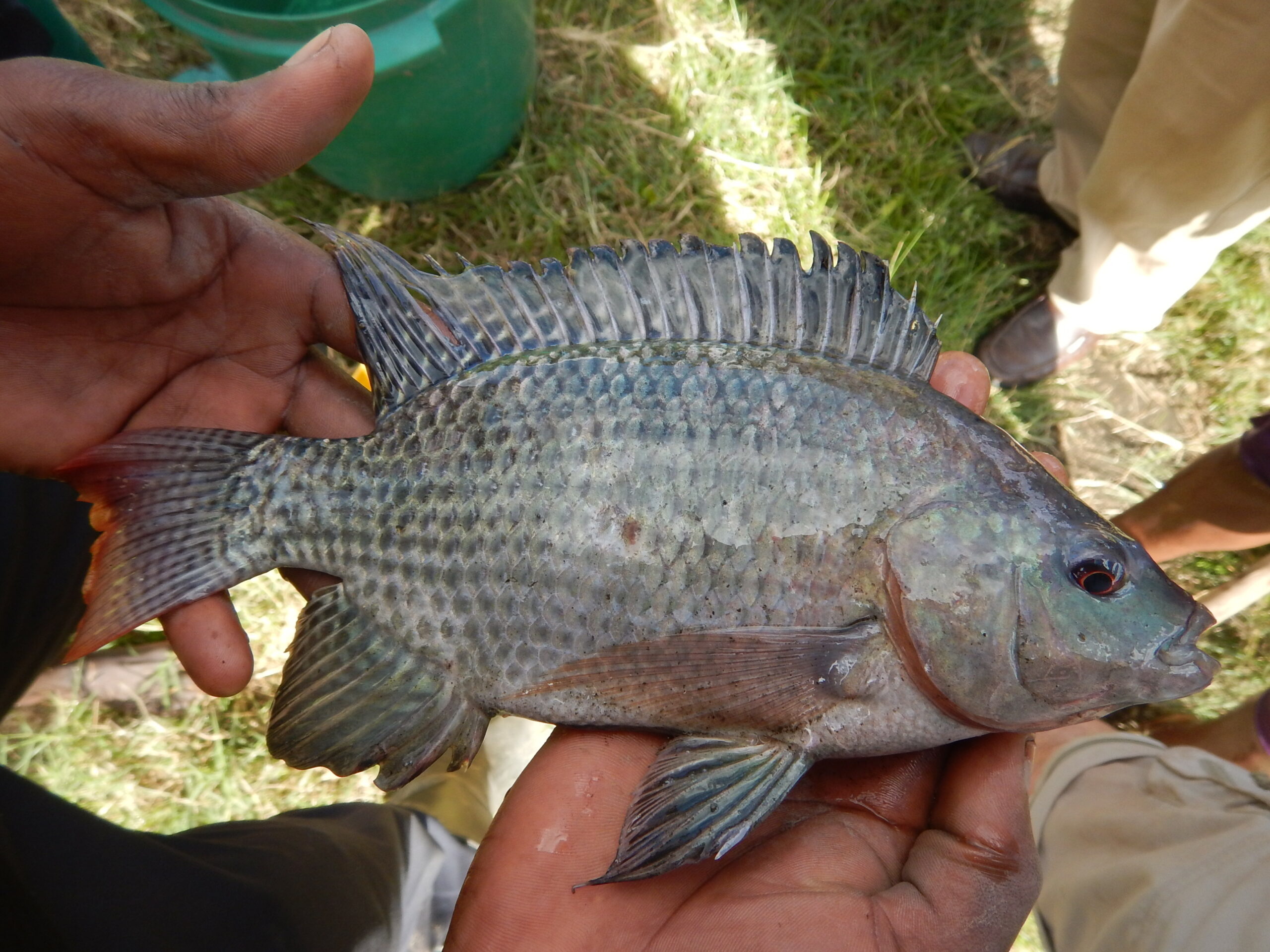 Bioinformatics tool identifies hybrid tilapia species Responsible