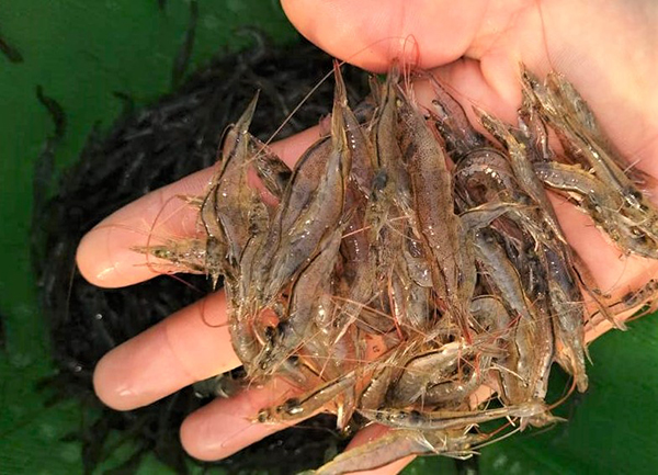 Article image for Evaluating digestibility and performance of insect meals in diets for Pacific white shrimp