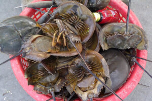 Assessing the use of gamma-irradiated chitosan from mangrove horseshoe crabs on refrigerated seafood products