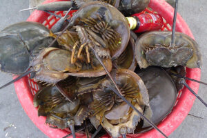 horseshoe crabs