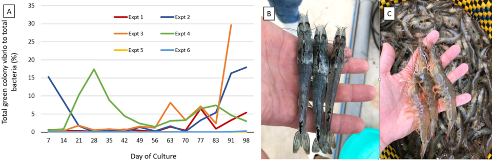 Fig. 6: (A) Percentage of green colony vibrio to total bacteria throughout the culture period when averaged for each BFT treatment within each experiment. (B) Vibrio-related issues found in some shrimp at the beginning of the project and (C) consistent shrimp quality over the last experiments.