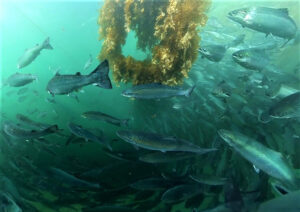 Could cultivating kelp forests in salmon pens help ‘future-proof’ the sector?