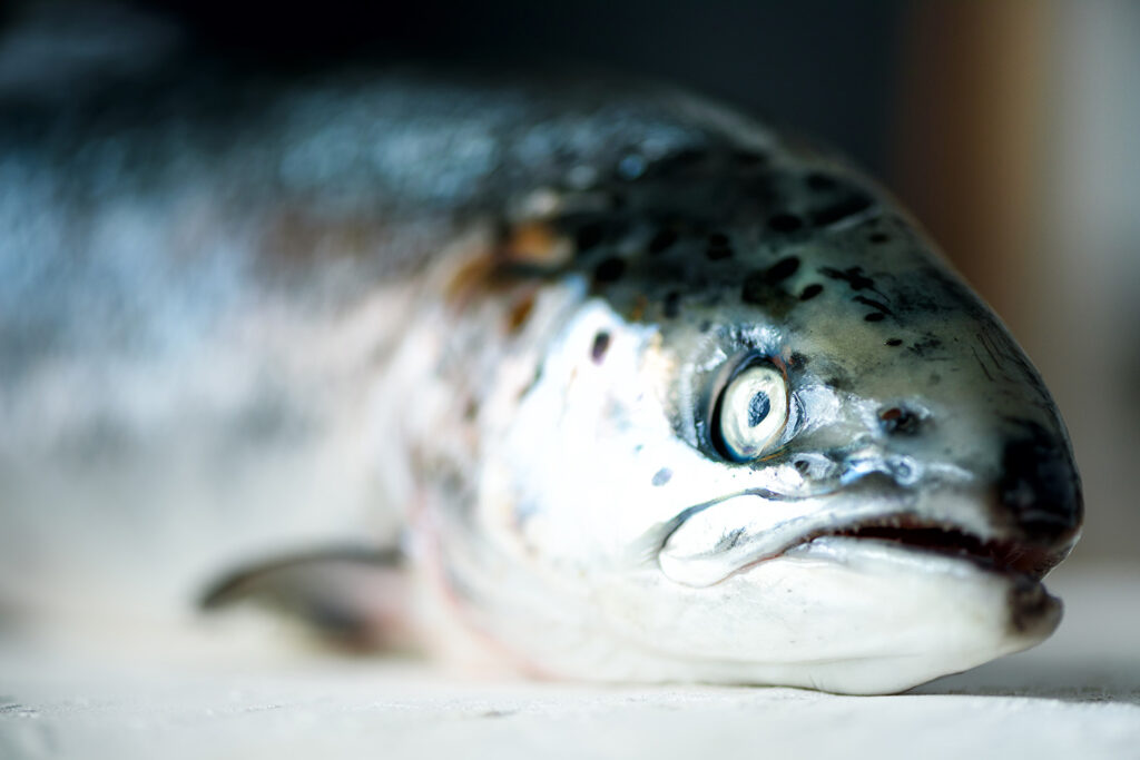 Article image for Report: More Norwegian salmon feed producers are using novel fish feed ingredients