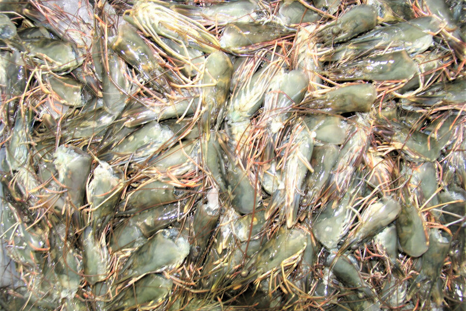 shrimp processing waste