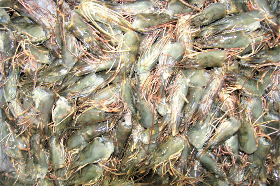 Black tiger shrimp processing waste can be converted into a value