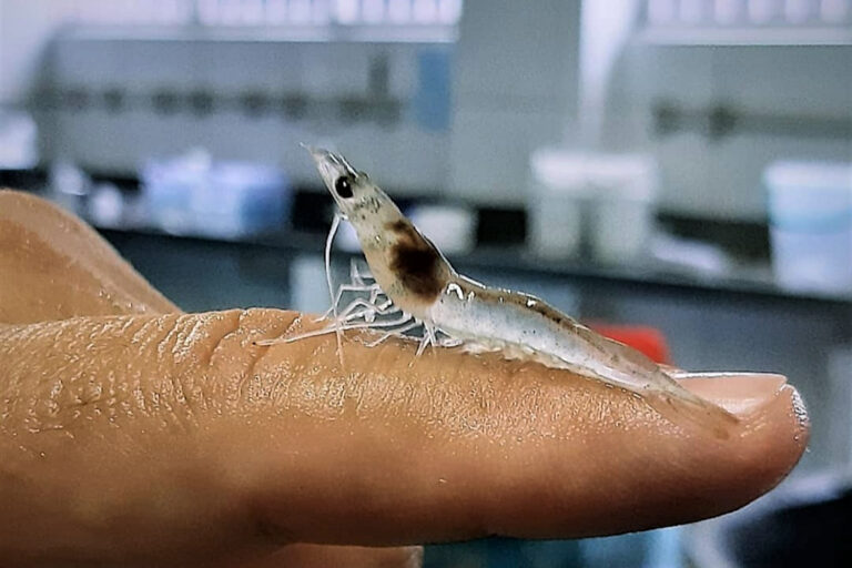 Article image for Pacific white shrimp nursery trials in seawater and low-salinity water utilizing a synbiotic system