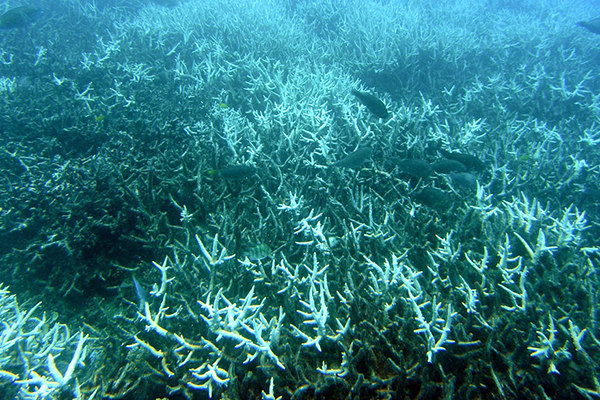 Article image for Experts: World’s coral reefs could vanish by 2050 without climate action