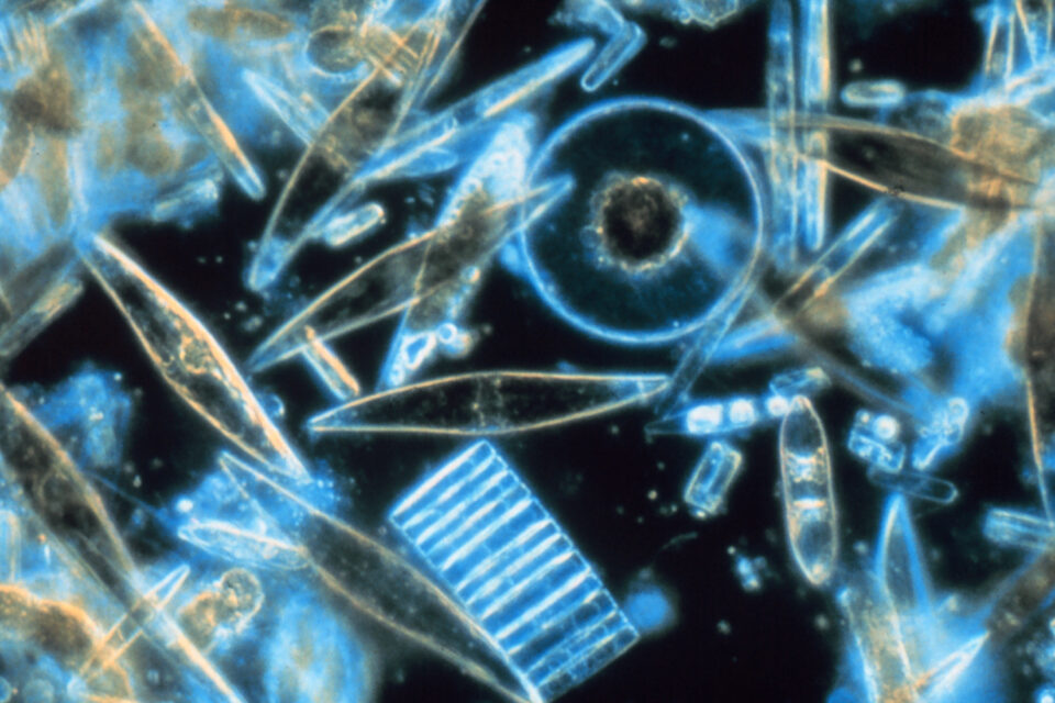 cultivated diatom biomass 