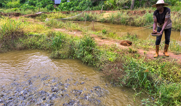 Article image for Norway pledges $5 million for IFAD aquaculture projects in East Africa