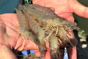 Differing water salinities can shift bacterial composition in RAS shrimp production