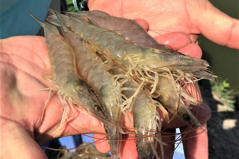 Article image for Differing water salinities can shift bacterial composition in RAS shrimp production