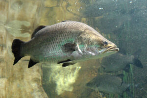 Current status of genome-based selection in Asian sea bass