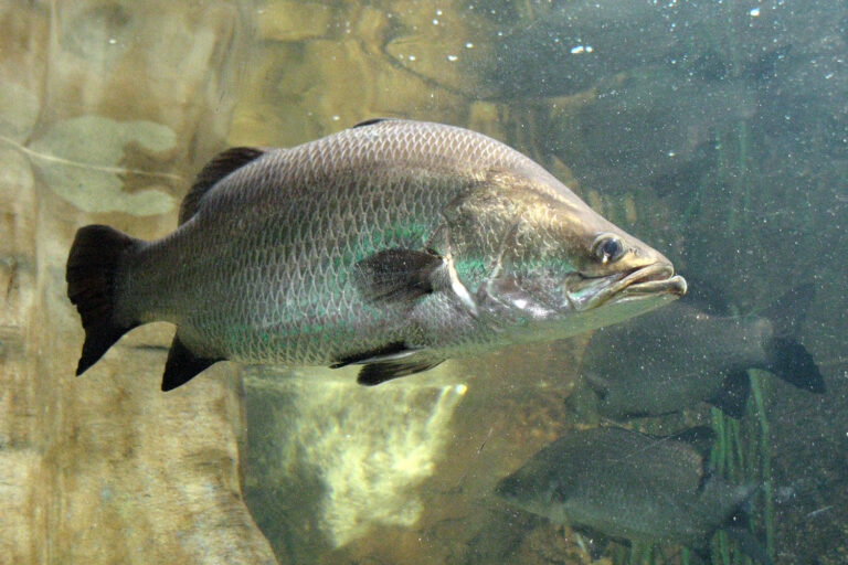 Article image for Current status of genome-based selection in Asian sea bass