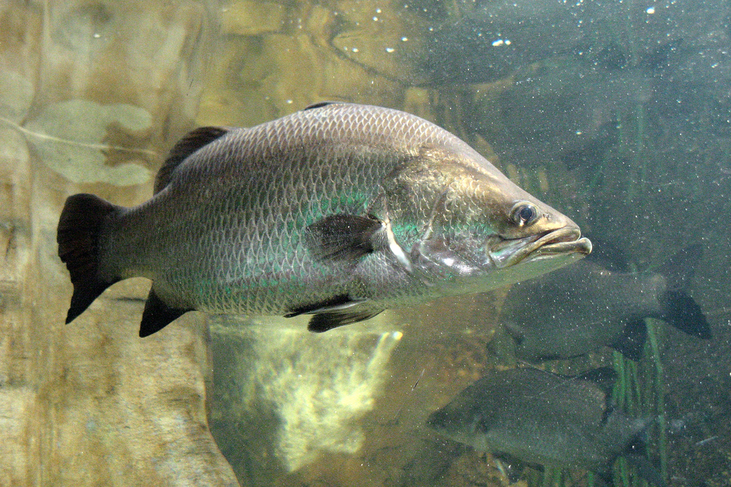 Current status of genomebased selection in Asian sea bass