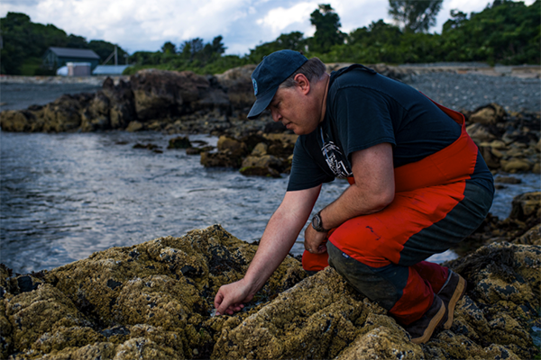 Article image for Study: COVID-19 disrupted fish farming, but not as much as climate change