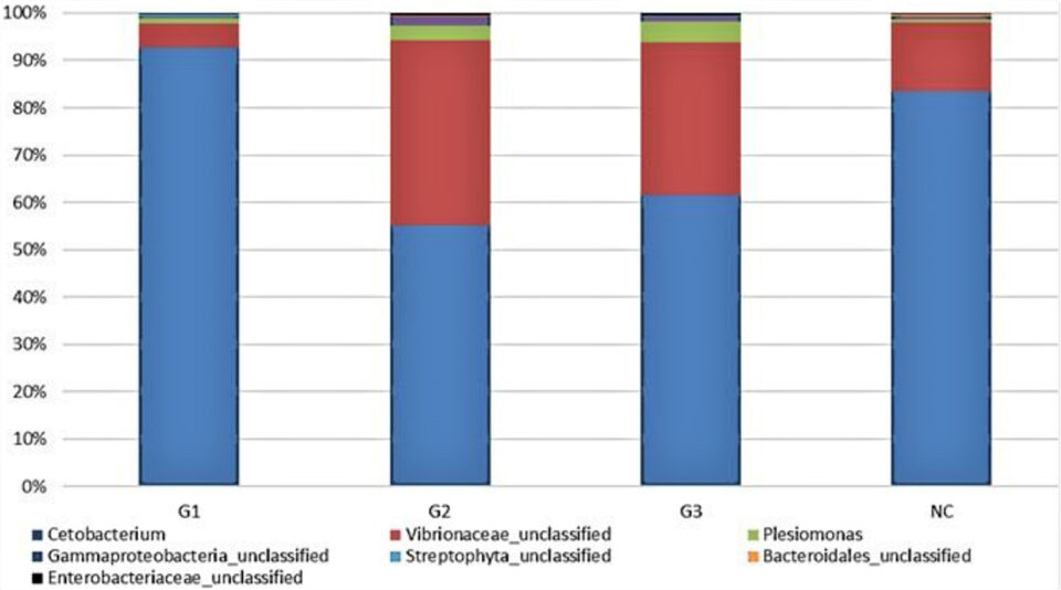 Fig. 1: Abundance of various bacteria in the experimental groups and the percentage of sequences in each group. G1, probiotics in feed; G2, probiotics in water; G3, probiotics in feed and water; NC, negative control. Adapted from original.
