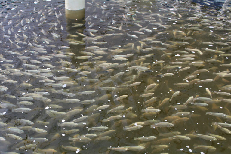 Article image for Assessing the bacterium Enterococcus faecium as a probiotic for Nile tilapia