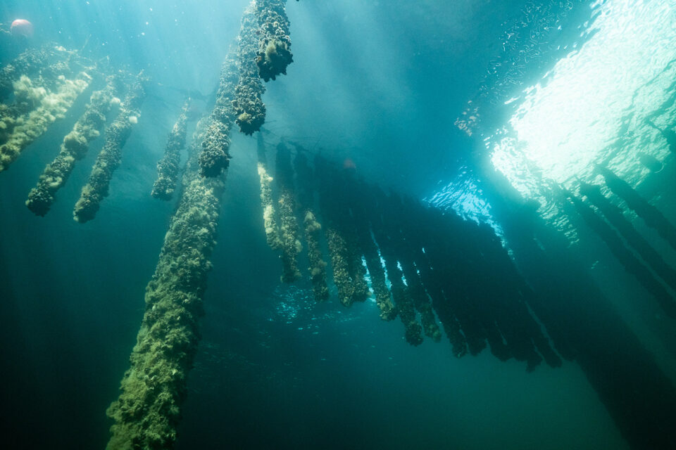 agricultura oceánica regenerativa 