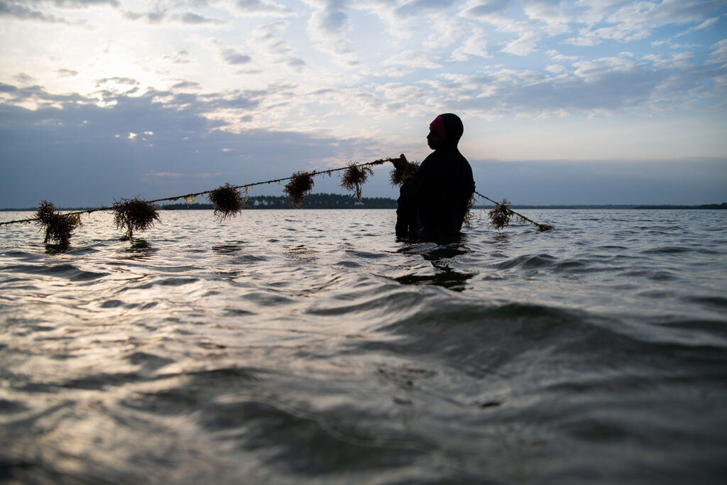 Article image for La mitigación del cambio climático necesita a la maricultura, concluye una nueva investigación