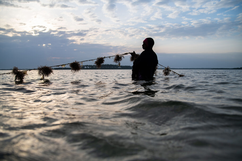 Article image for Study: Aquaculture can be ‘part of the solution’ to marine ecosystem restoration