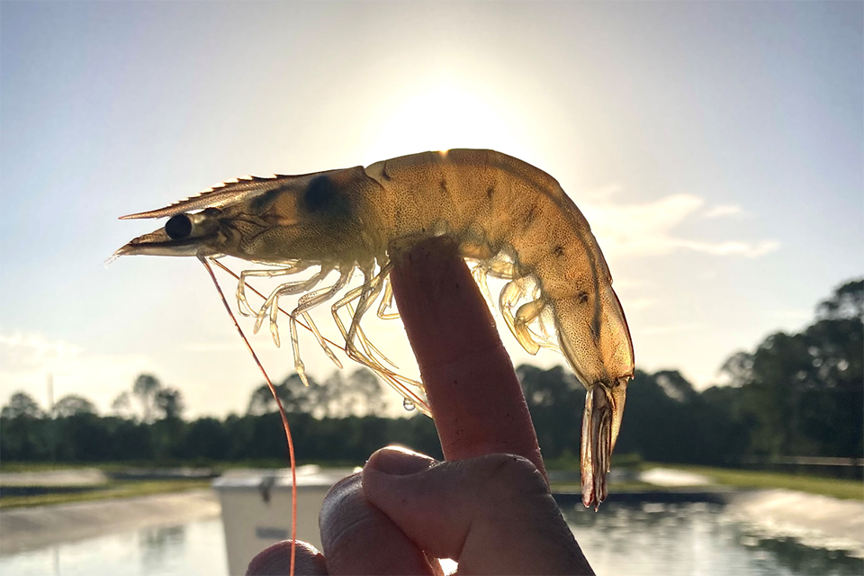 Article image for Attractants, acoustics and soy-optimized diets for Pacific white shrimp