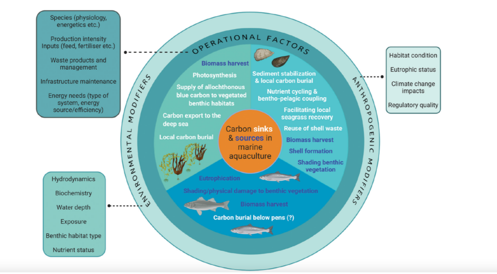 Fig. 1: The researchers assessed the carbon footprints of seaweed, bivalves and fed finfish and identified the key differences between sectors. Potential carbon sources (the dark text) and sinks (the white text) associated with operational (on-farm) activities in the bivalve, seaweed and fed finfish mariculture sectors. The outer circles represent external factors that may influence carbon flow through mariculture farms or modify the magnitude of carbon sinks and sources. Sinks may not represent long-term carbon sequestration, depending on the external influencing factors and the fate of the mariculture product.<span class="Apple-converted-space"> </span>