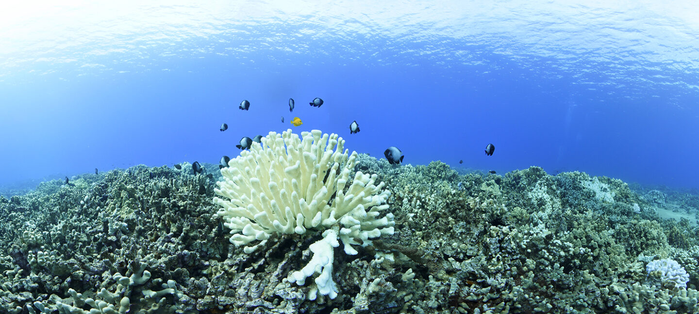 las olas de calor marinas