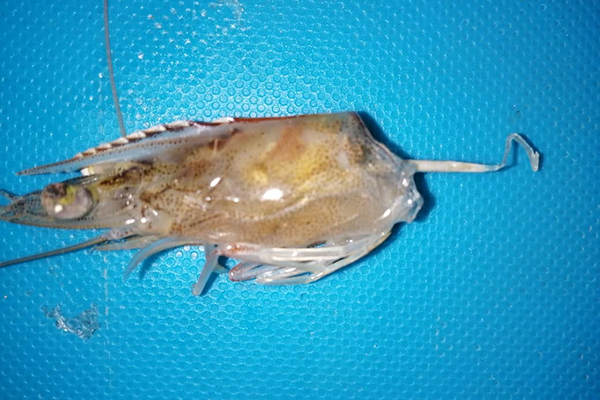 white feces syndrome in shrimp