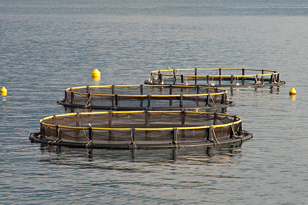 salmon farming protocol