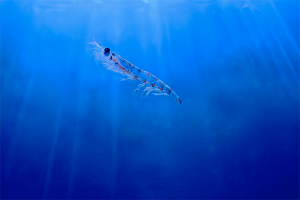 Study: Antarctic krill meal can be a viable supplement to fishmeal in shrimp feeds