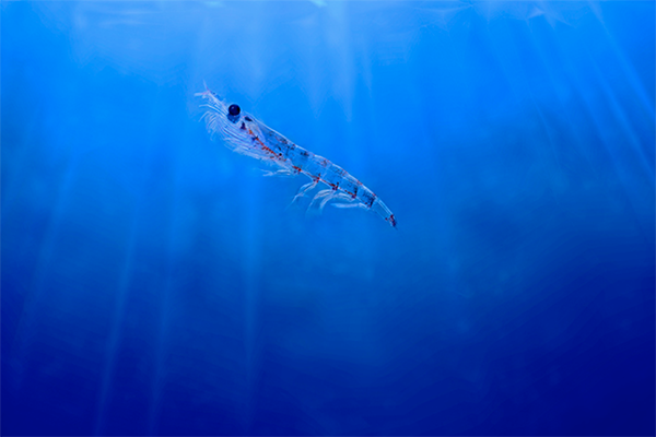 Article image for New evidence suggests Antarctic krill meal is a promising and responsibly harvested aquafeed alternative