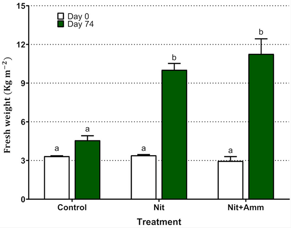 Fig. 2: Production of biomass of Salicornia neei by treatment expressed as yield of fresh weight per area unit (kg per square meter). Nit + Amm: corresponds to the treatments irrigated with nitrate-nitrogen and ammonium-nitrogen, Nit: irrigated with nitrate-nitrogen, Control: treatment irrigated with sea water only. Lower-case letters represent significant differences between treatments. Mean values of three lysimeters per treatment are displayed.