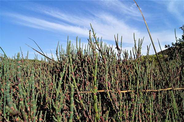 Article image for Can Salicornia effectively treat aquaculture effluent?