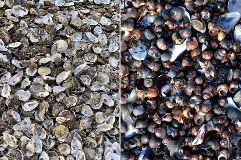 Article image for How farmed mollusk shells can be used as concrete components