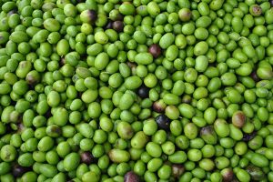 Opportunities and challenges for olive oil byproducts in aquafeeds