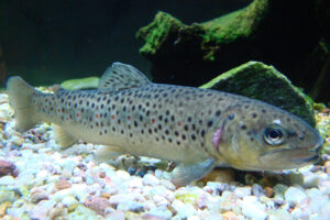 Evaluating live food and insect meal-based diets for larval rearing of sea trout